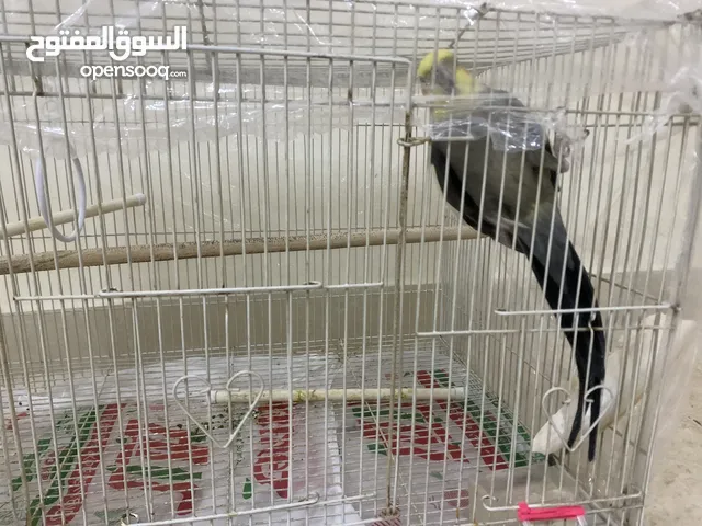 كروان للبيع 35