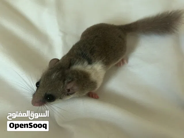 سنجاب Micro Squirrel