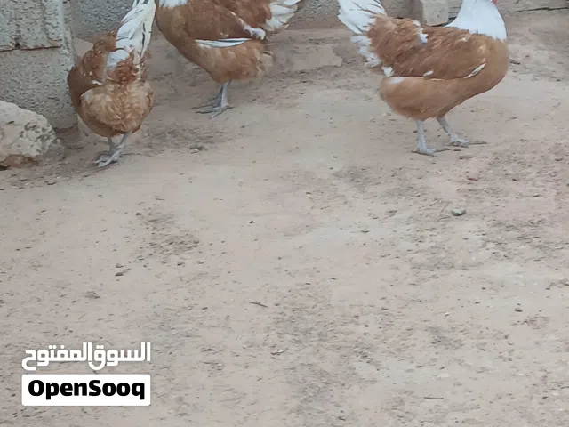 كتكوت ملكي ليموني كتكوت ملكي ليموني كتكوت ملكي ليموني كتكوت ملكي ليموني