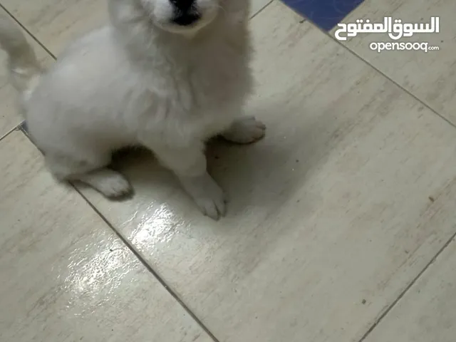 كلب جيرفون فوكس مُطعم 5 شهور للبيع