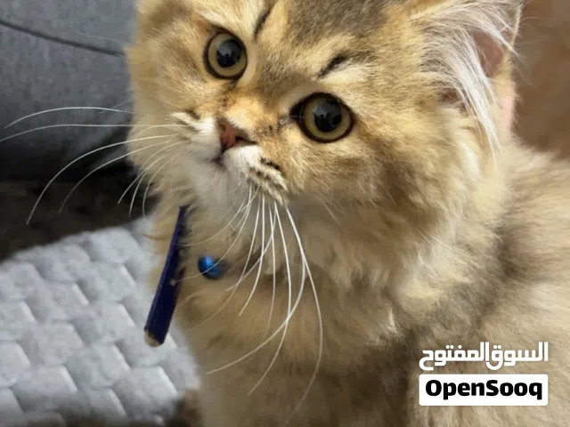 قطة جميلة للبيع