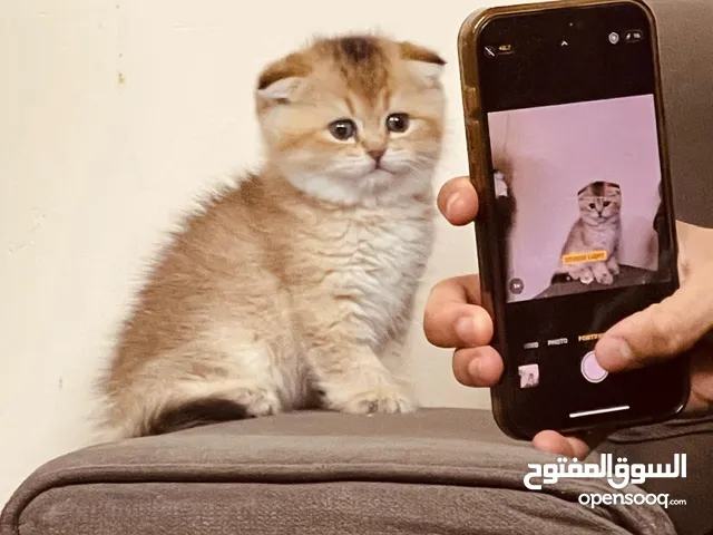 Scottish kitten / سكوتش بيور كتن
