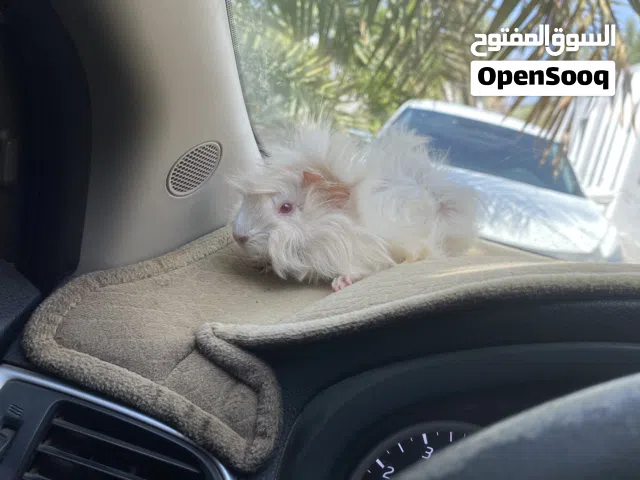 همتارو جيني بيج