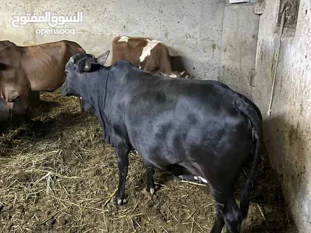 ابقار محلية -ظفارية