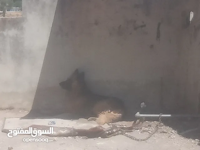 كلب جيرمن لعوب للبيع او البدل ع حمام