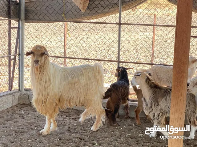 للبيع تيس سلالة جامودي