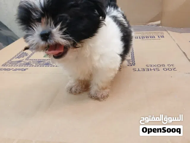 Shetzoo puppy’s