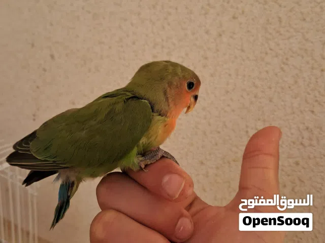 فرخ بركديلو للبيع او تبديل