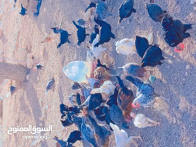 دجاج للبيع