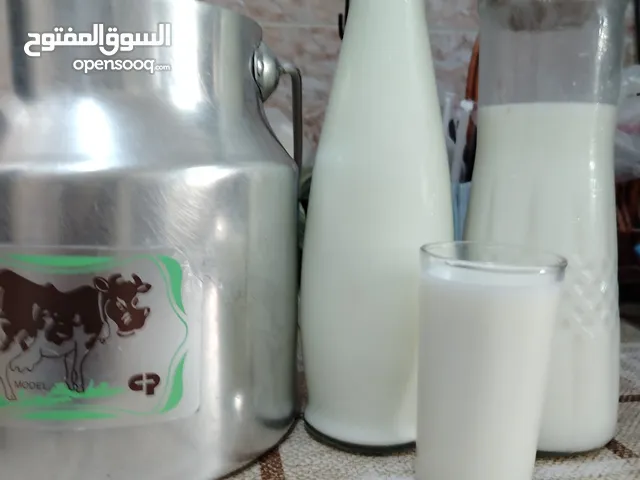 بيع حليب البقر الطازج