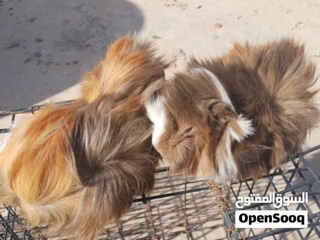 قندي موبر درجة اولى ...