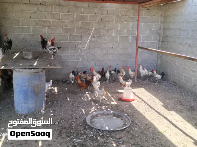 دجاج فرنسي كبار 30 ديك بقيه دجاج
