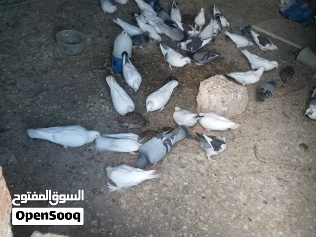 حمام بنديق سعر 3