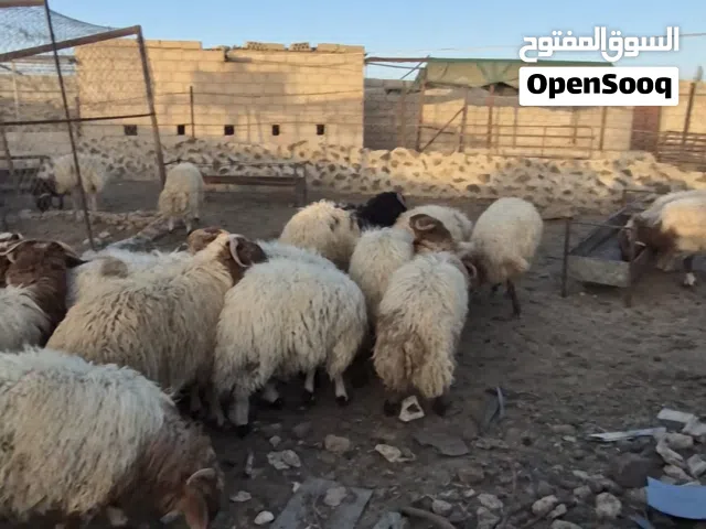 ماشاء الله تبارك الرحمن 95 خاروف بلدي نخب