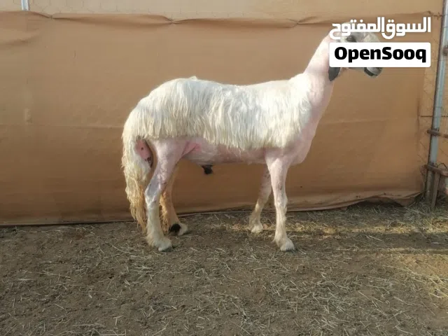 اللبيه فحل عيسي ابيض مد وشور شي فاخر
