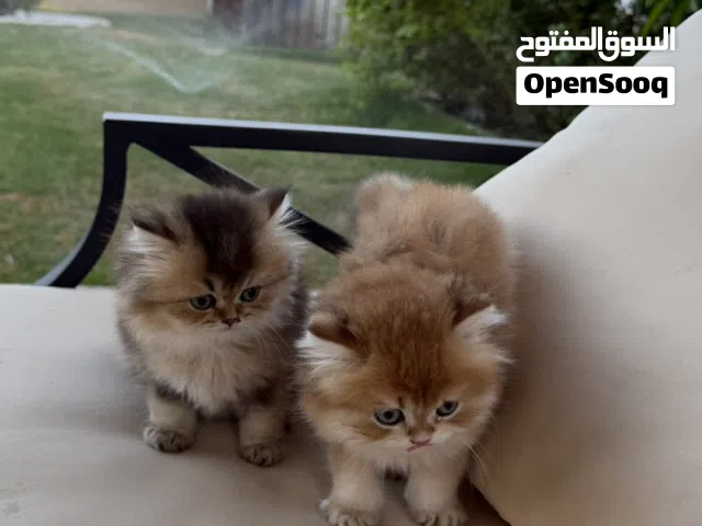 للبيت كتنز سكوتش ستريت لونق هير ذكر و انثى