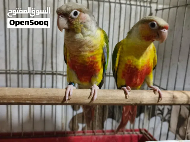 ثلاث جواز جرين شيك للبيع شغالات