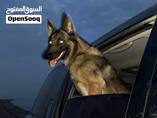 كلب بلجم ملينو
