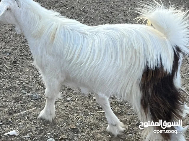 تيس مخصاي للبيع