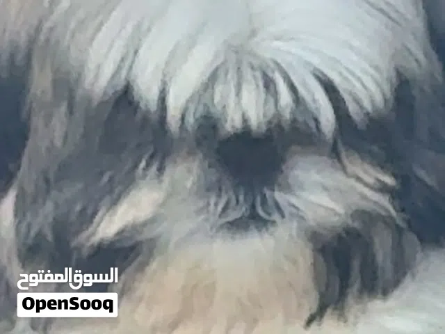 شيتزو عمر شهرين