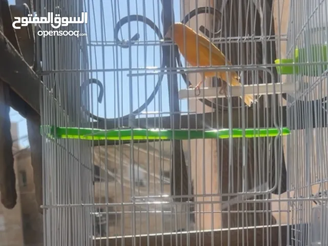 فحل كنار ما بسكت مع قفص موجود بالزرقا