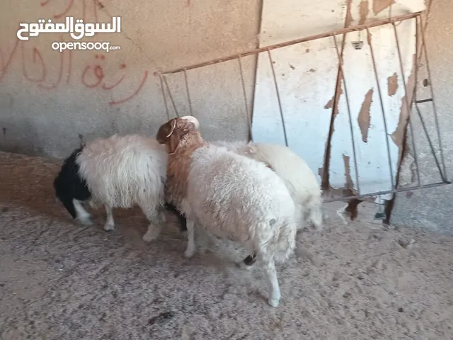 خرفان بلدي اضاحي