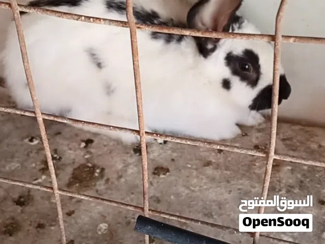 2ذكور  هجين بابيون