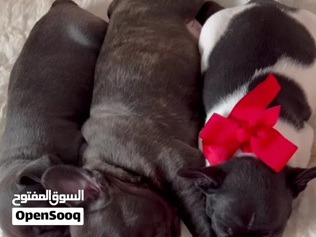 متاح أجمل كلاب فرنش بلدوج اهالى مستورده  تقليب عالى جدا والوان مميزه المكان القاهره الشرابيه 0122642