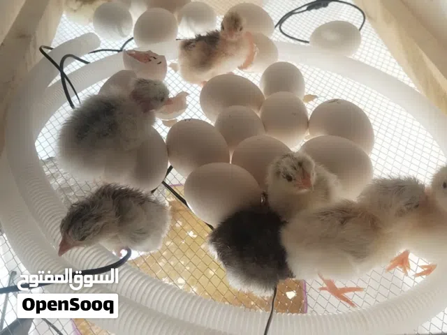 فقاسه مضمونه للبيع