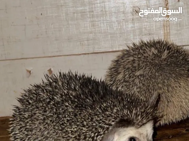 قنفذ اليف  للبيع