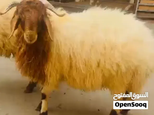 قصاب الكويت تحت الطلب لجميع مناطق الكويت