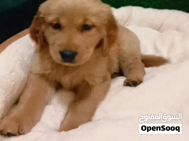 Golden retriever puppy's