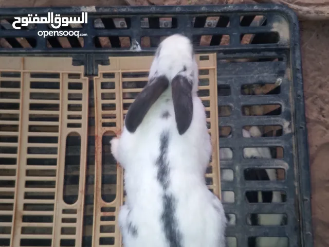ارانب هجين