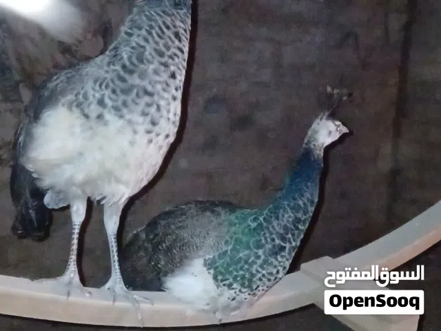 جوز طاؤوس فروخ