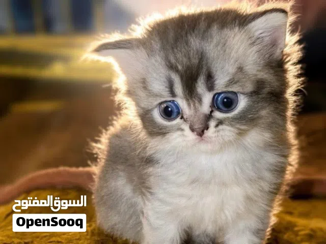 لعشاق التميز والقطط الجميله اقرأ الوصف