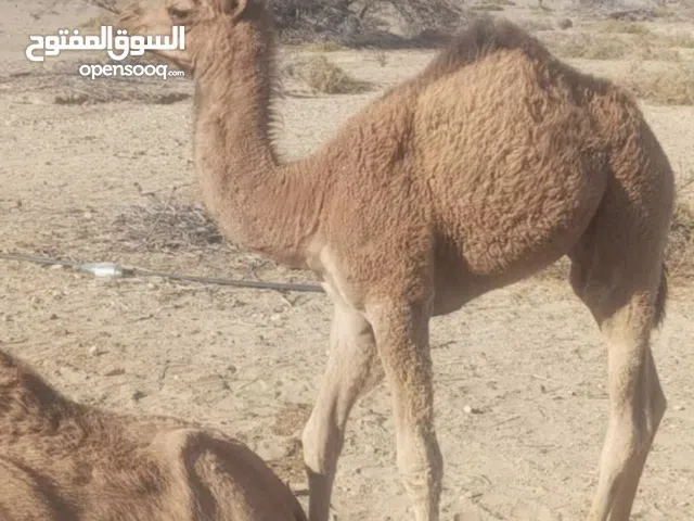 بكرة عمر ثلاث شهر - سلالة ممتازة جمل