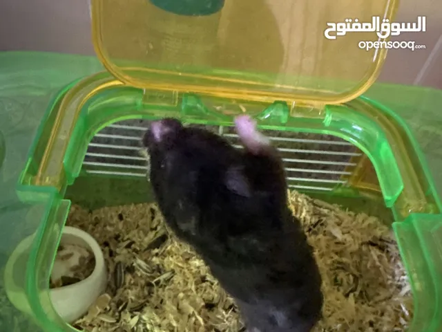 هامستر وقفص