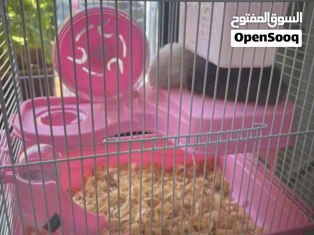 هامستر عدد 2 للبيع