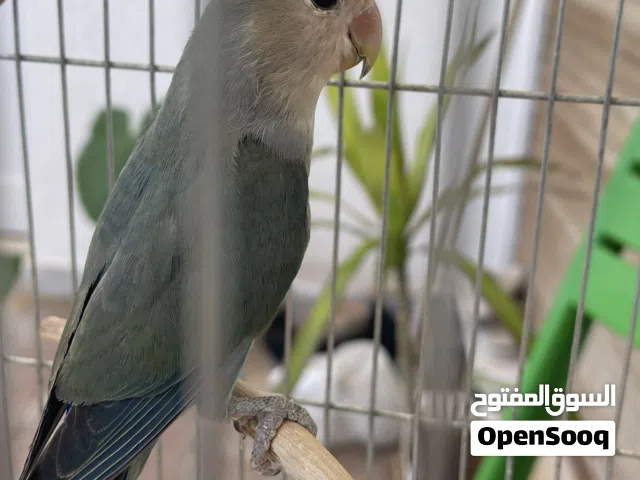 فرخ روز للبيع او تبديل