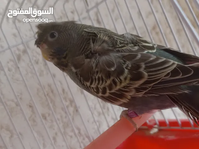 نتايه بلاك فيس دم فلل