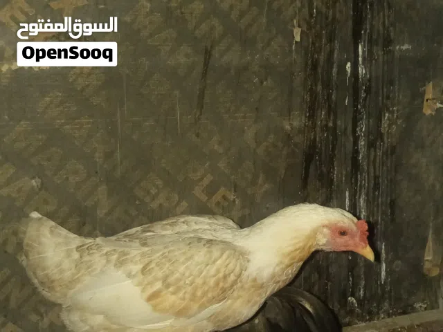 دجاجتين عرب