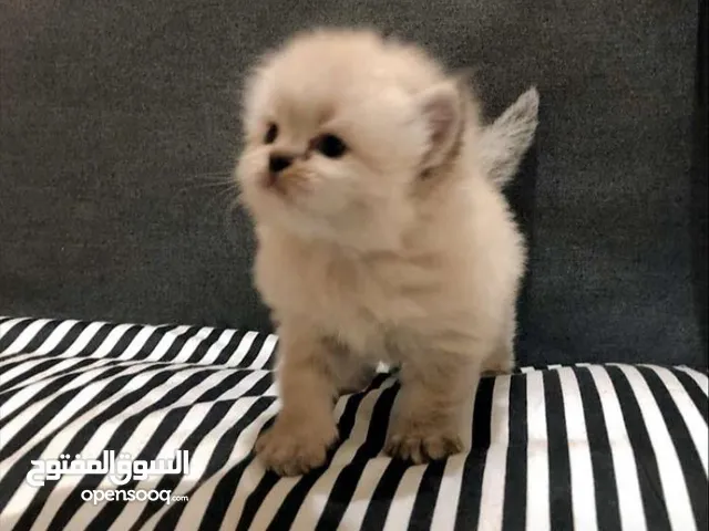 Ragdoll & Siberian Kitten For Sell
