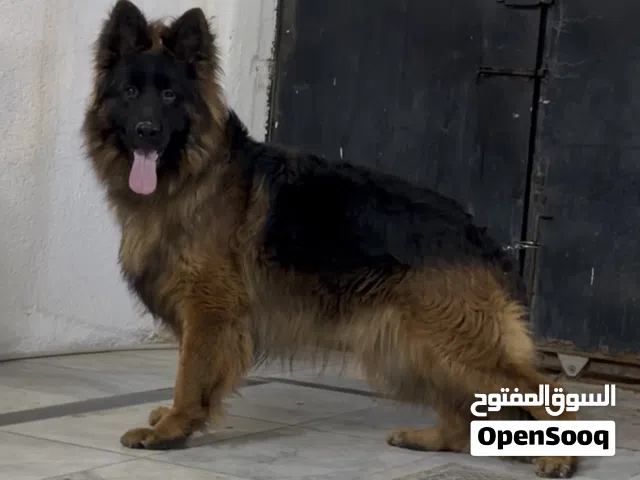 ذكر جيرمن شاب  العمر سنة فقط المستوى عالي جداً