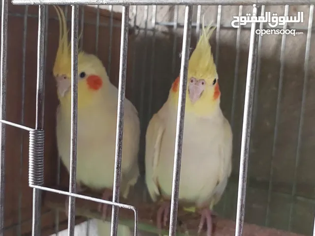 جوزين كوكتيل شغالات