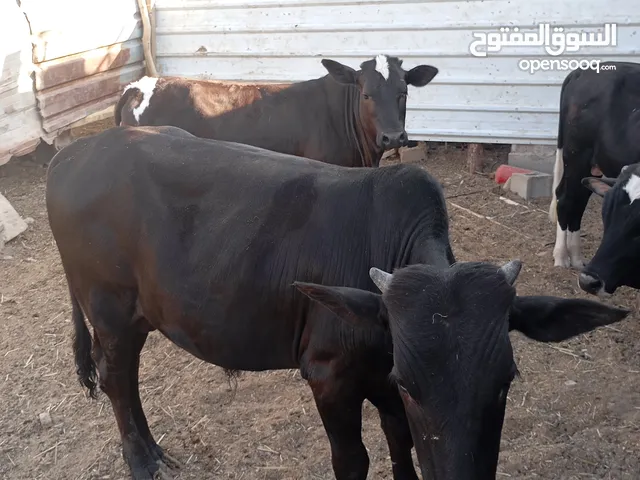 يتوفر لدينا عجول عراقيه سمان حلوات أوزانهم من 140الى 160اسعارهن مليونين و300 الناعمات اوزانهن من 80