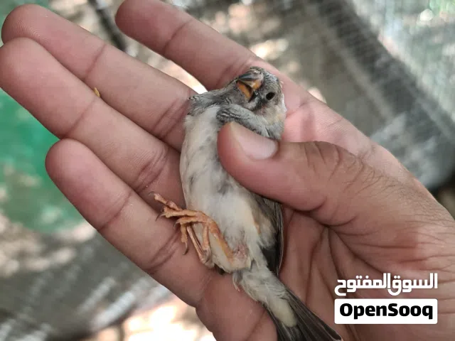 للبيع طيور زيبرا مجموعة محلي مضمون