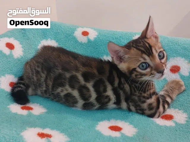 Pure bengal baby’s available