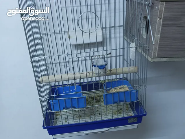 ببغاء كاكاري جوز طفره مميزه جدا