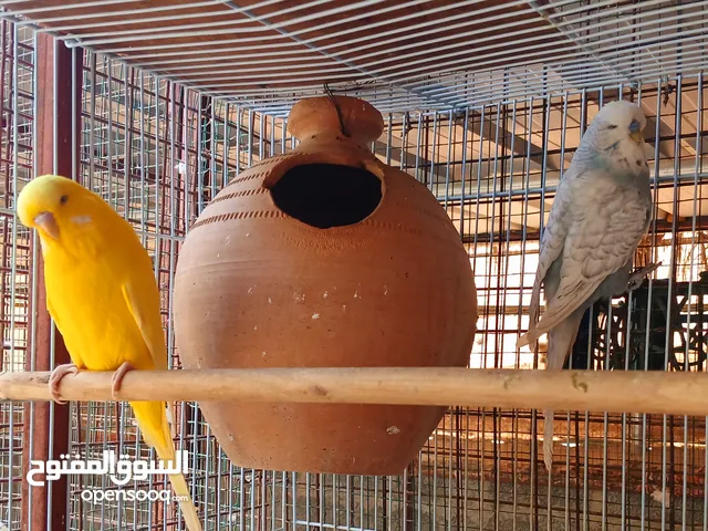 للبيع فروخ بغبغاء الدرة الاخضر إنتاج محلي وبادجي انجلش محلي التفاصيل تحت كل شي موضح