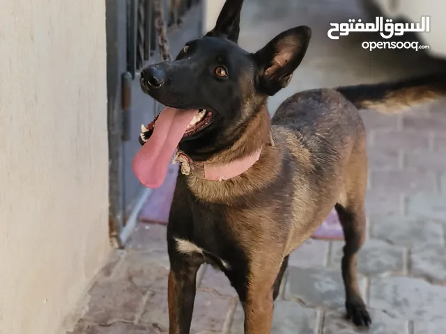 انثى مالينوا